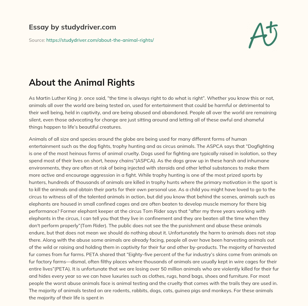About the Animal Rights essay