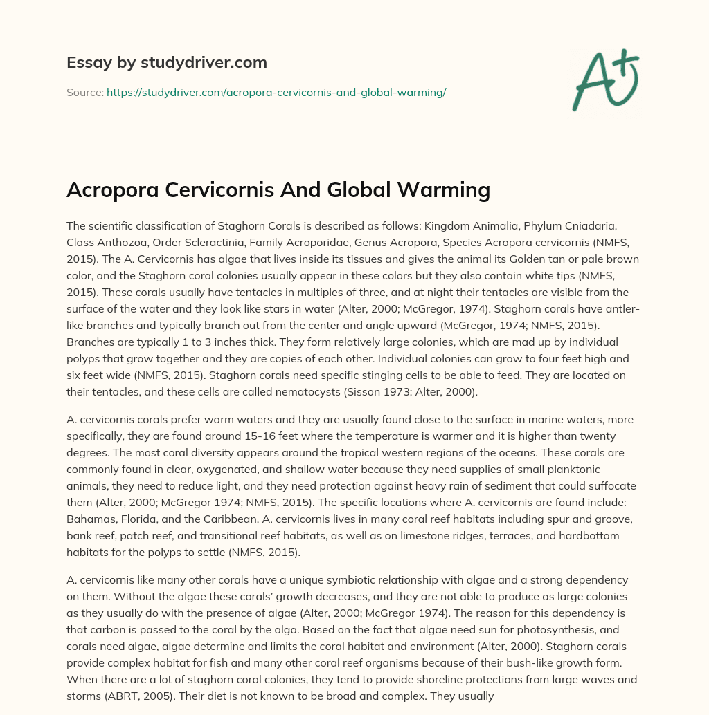 Acropora Cervicornis and Global Warming essay