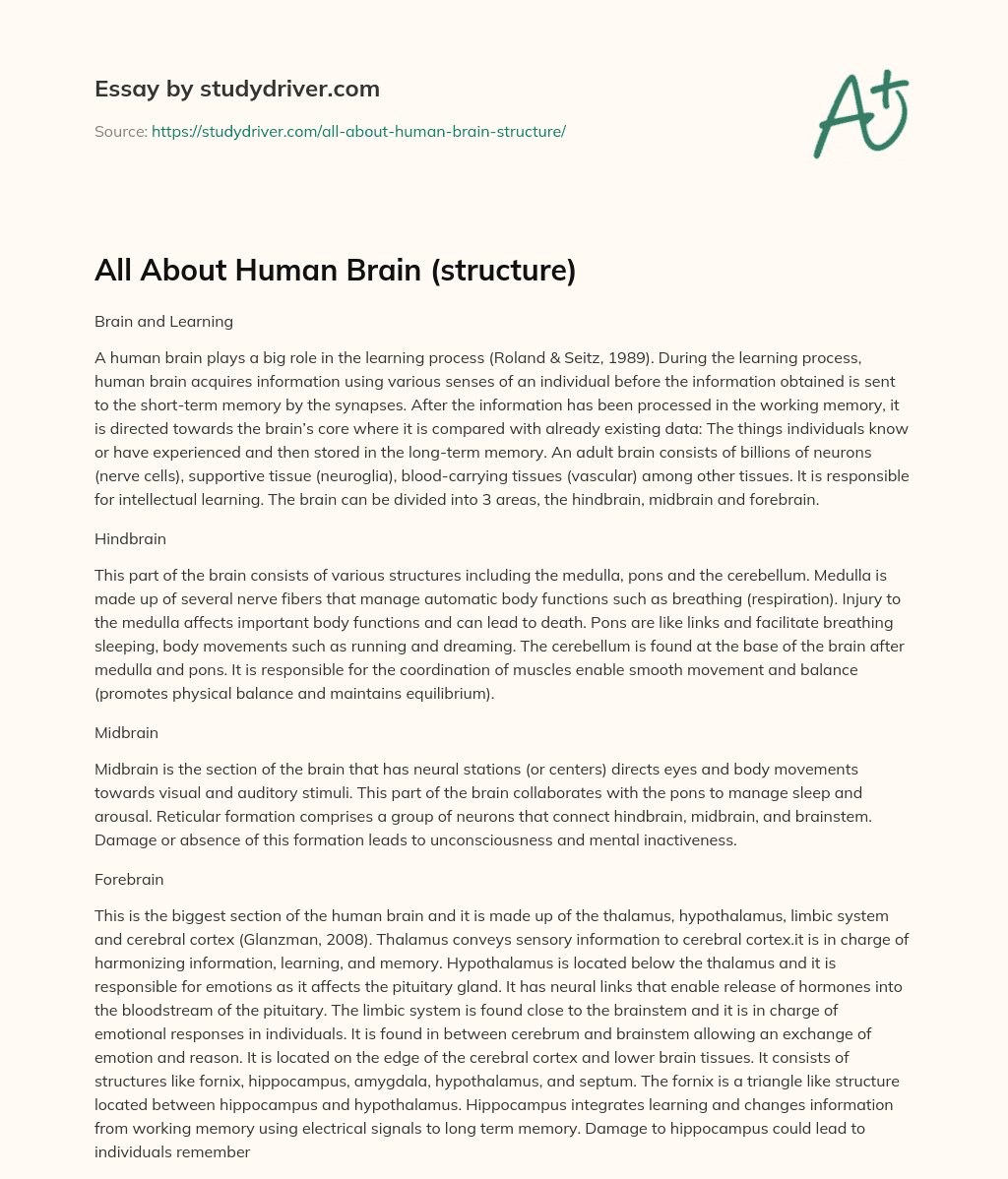 All about Human Brain (structure) essay