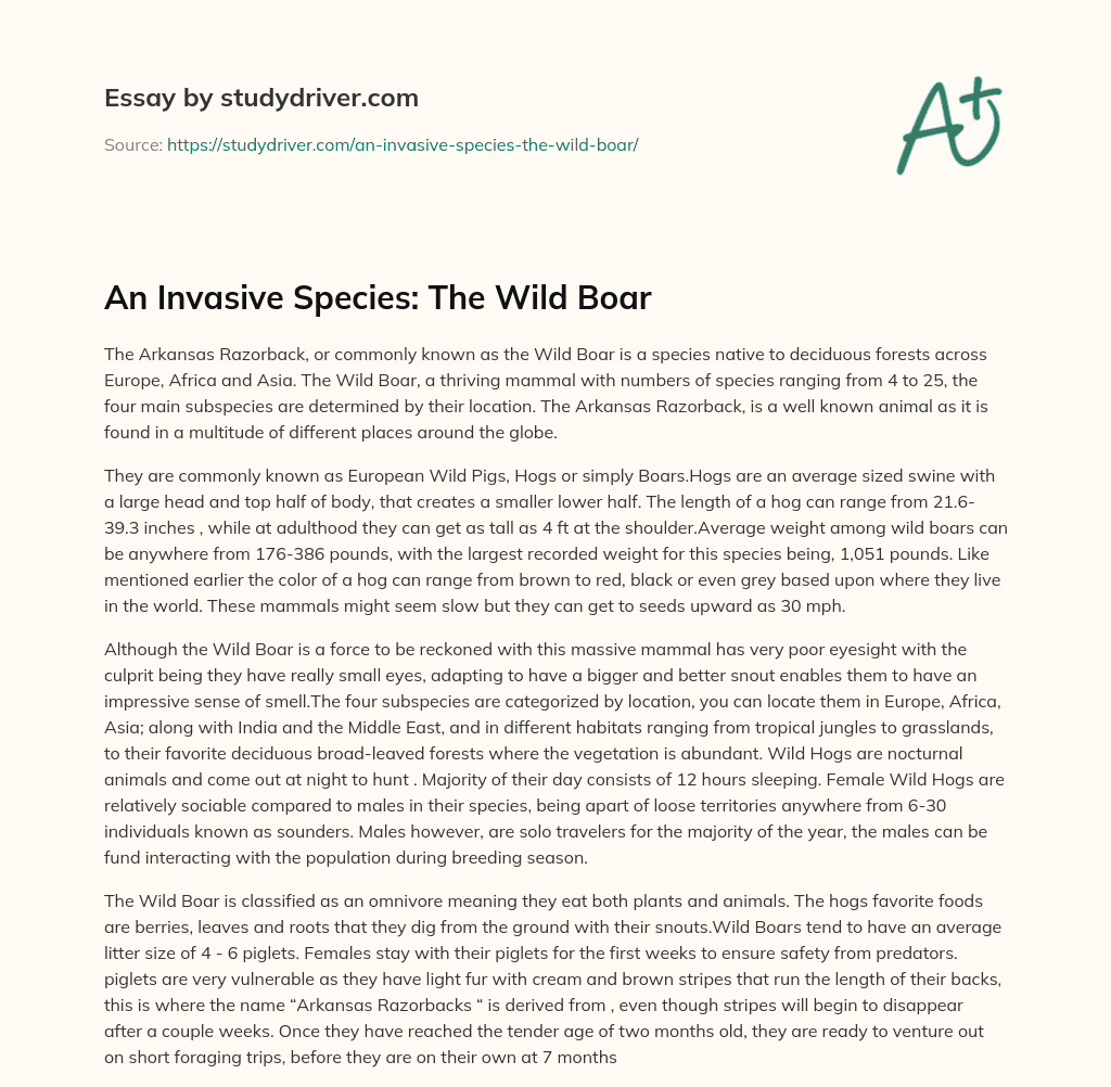 An Invasive Species: the Wild Boar essay