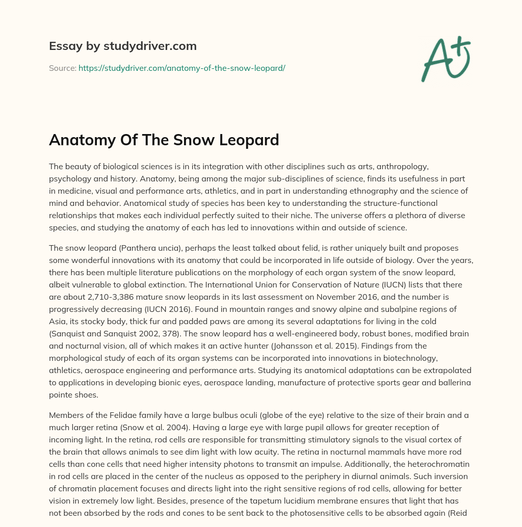 Anatomy of the Snow Leopard essay