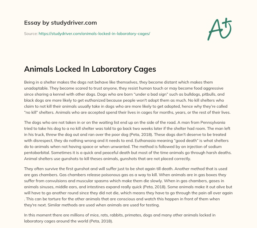Animals Locked in Laboratory Cages essay