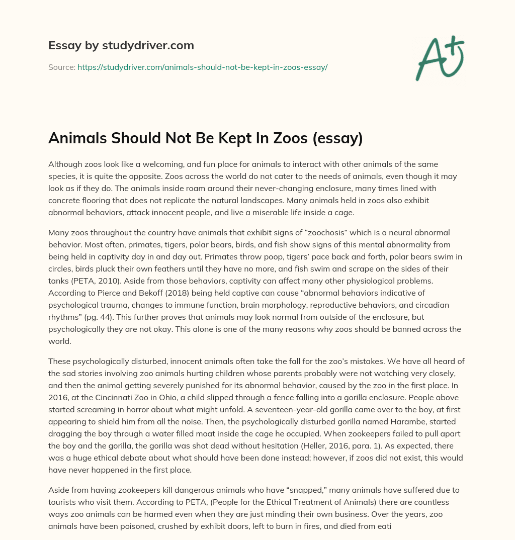 Animals should not be Kept in Zoos (essay) essay