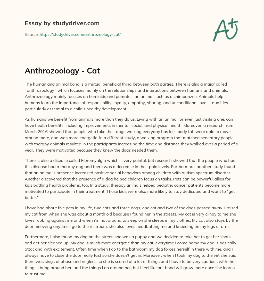 Anthrozoology – Cat essay