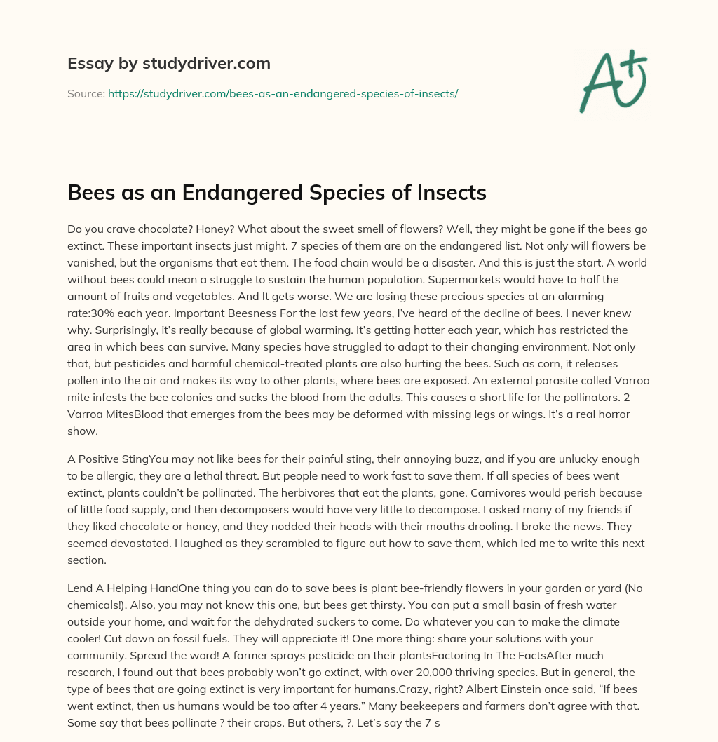Bees as an Endangered Species of Insects essay