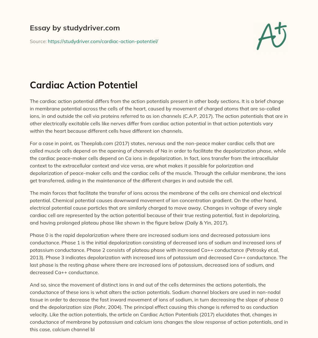Cardiac Action Potentiel essay