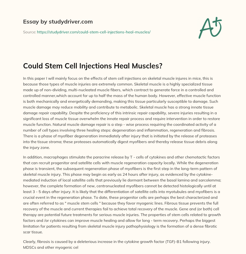 Could Stem Cell Injections Heal Muscles? essay