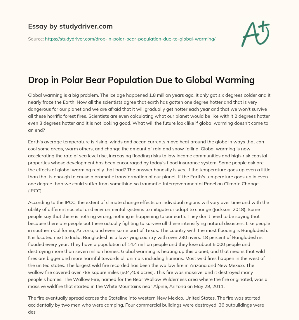 Drop in Polar Bear Population Due to Global Warming essay