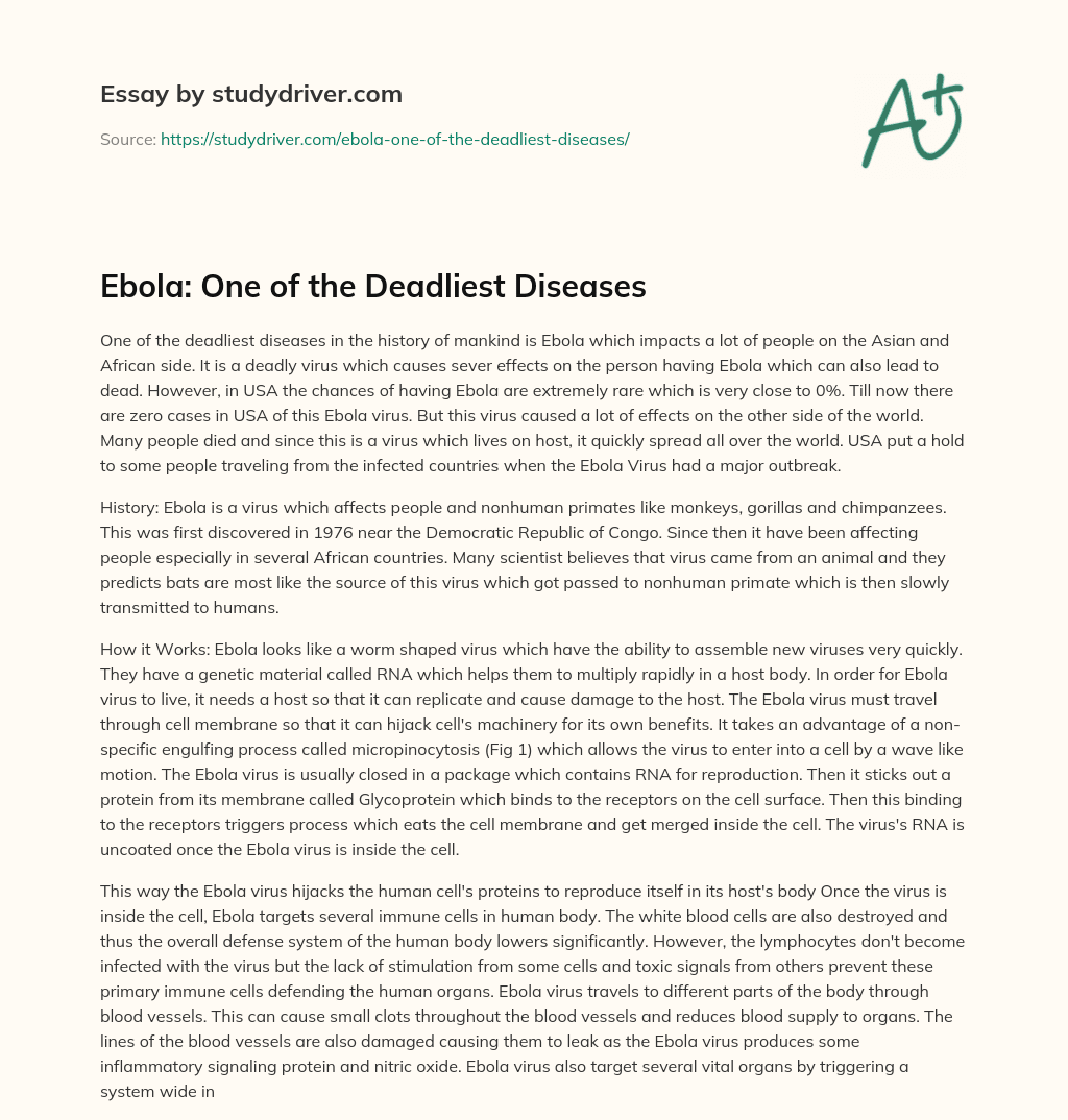 Ebola: One of the Deadliest Diseases essay