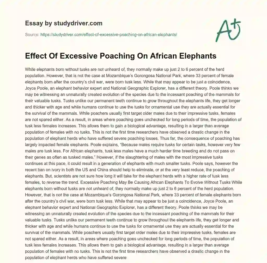 Effect of Excessive Poaching on African Elephants essay