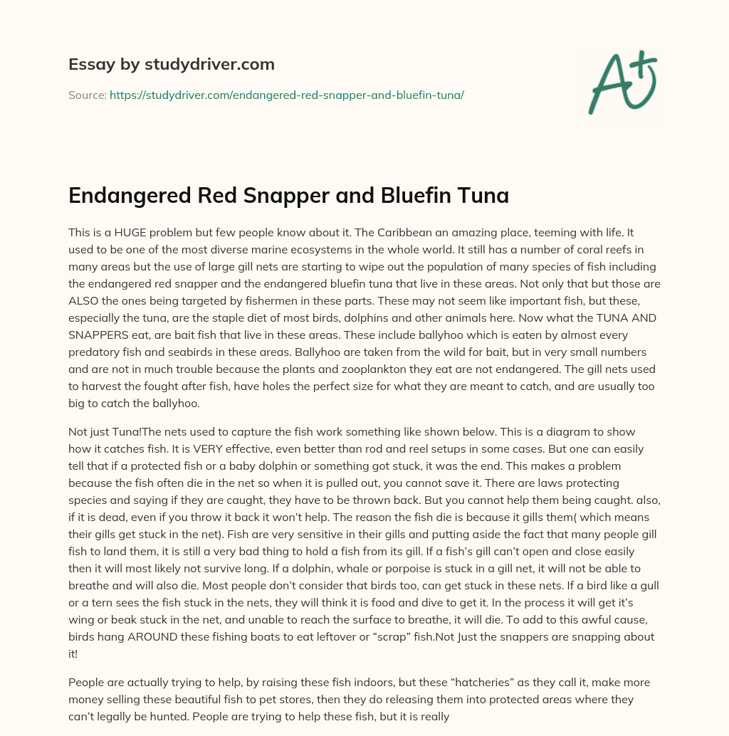 Endangered Red Snapper and Bluefin Tuna essay