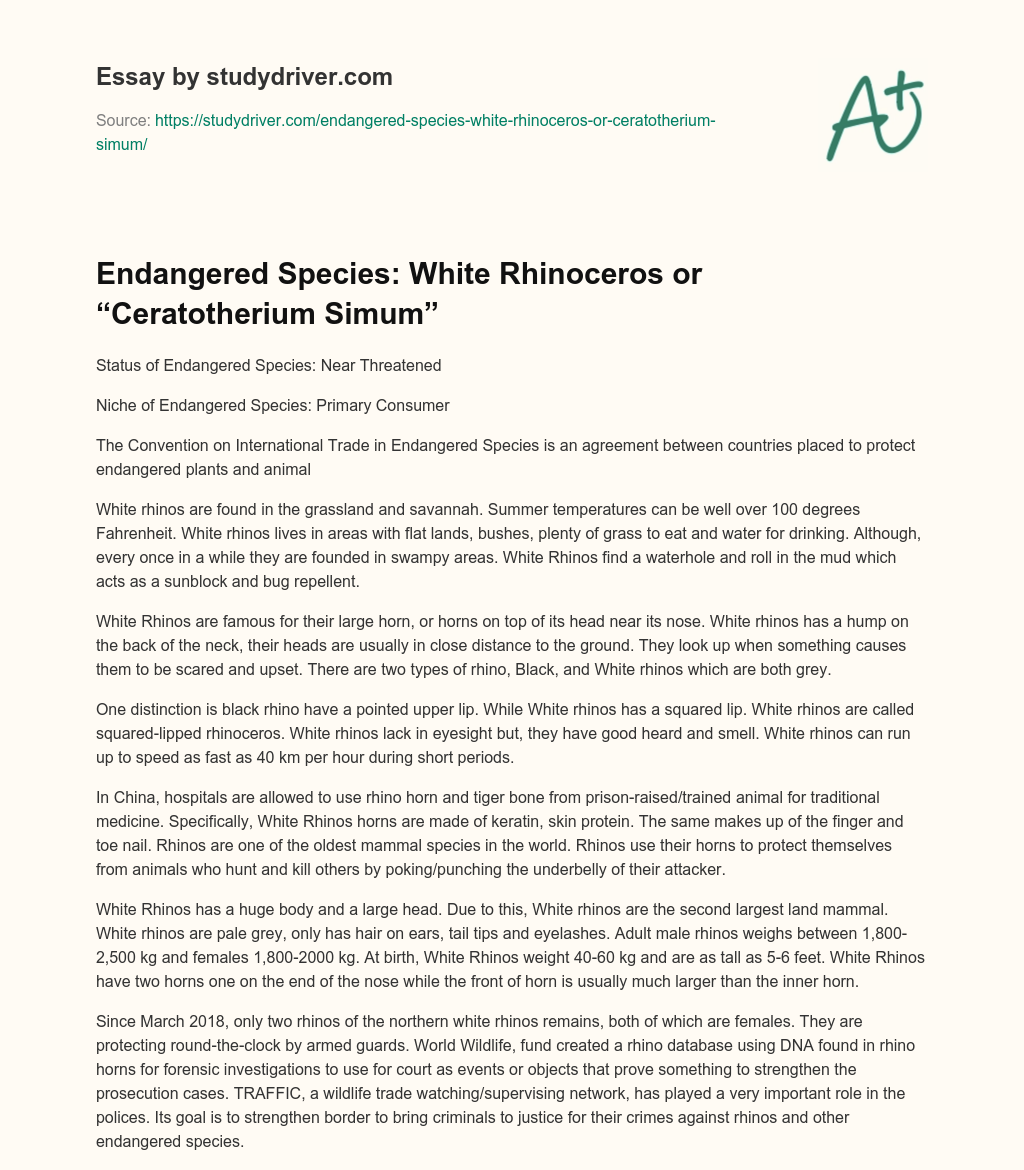 Endangered Species: White Rhinoceros or “Ceratotherium Simum” essay