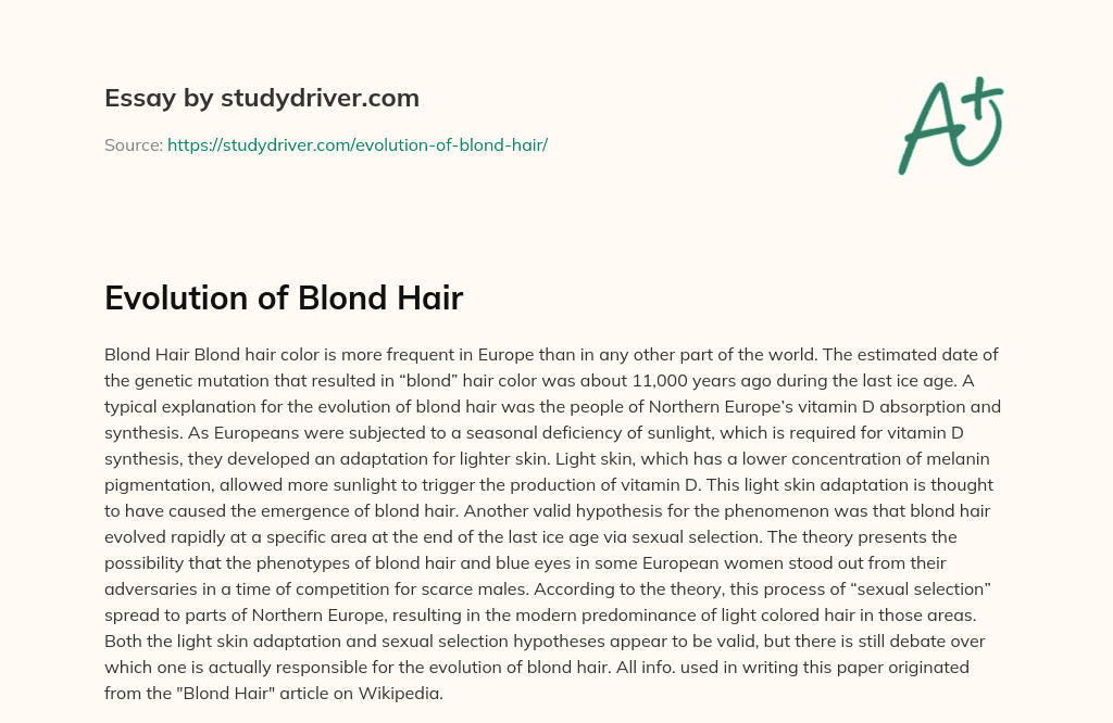 Evolution of Blond Hair essay