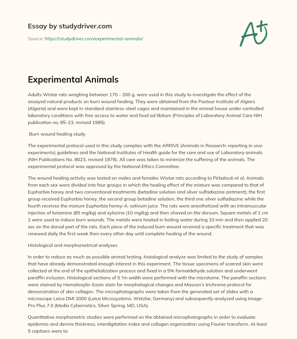 Experimental Animals essay