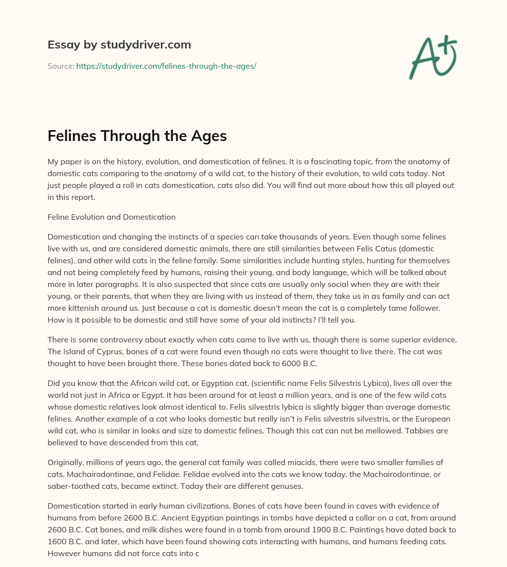 Felines through the Ages essay