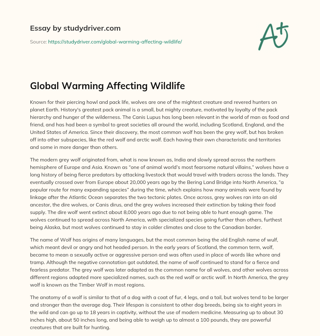 Global Warming Affecting Wildlife essay