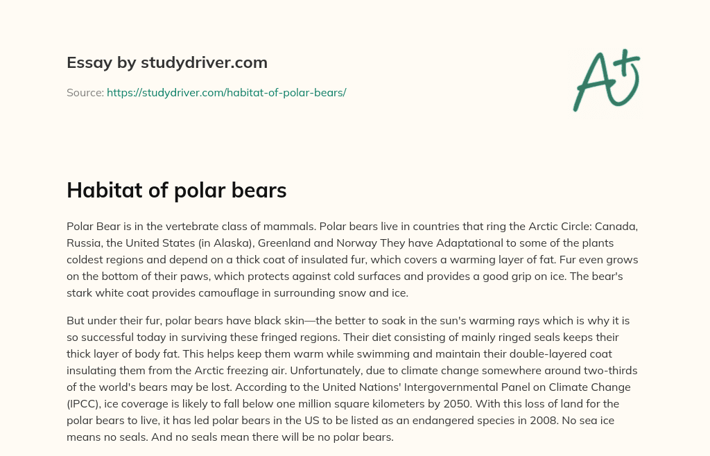 Habitat of Polar Bears essay