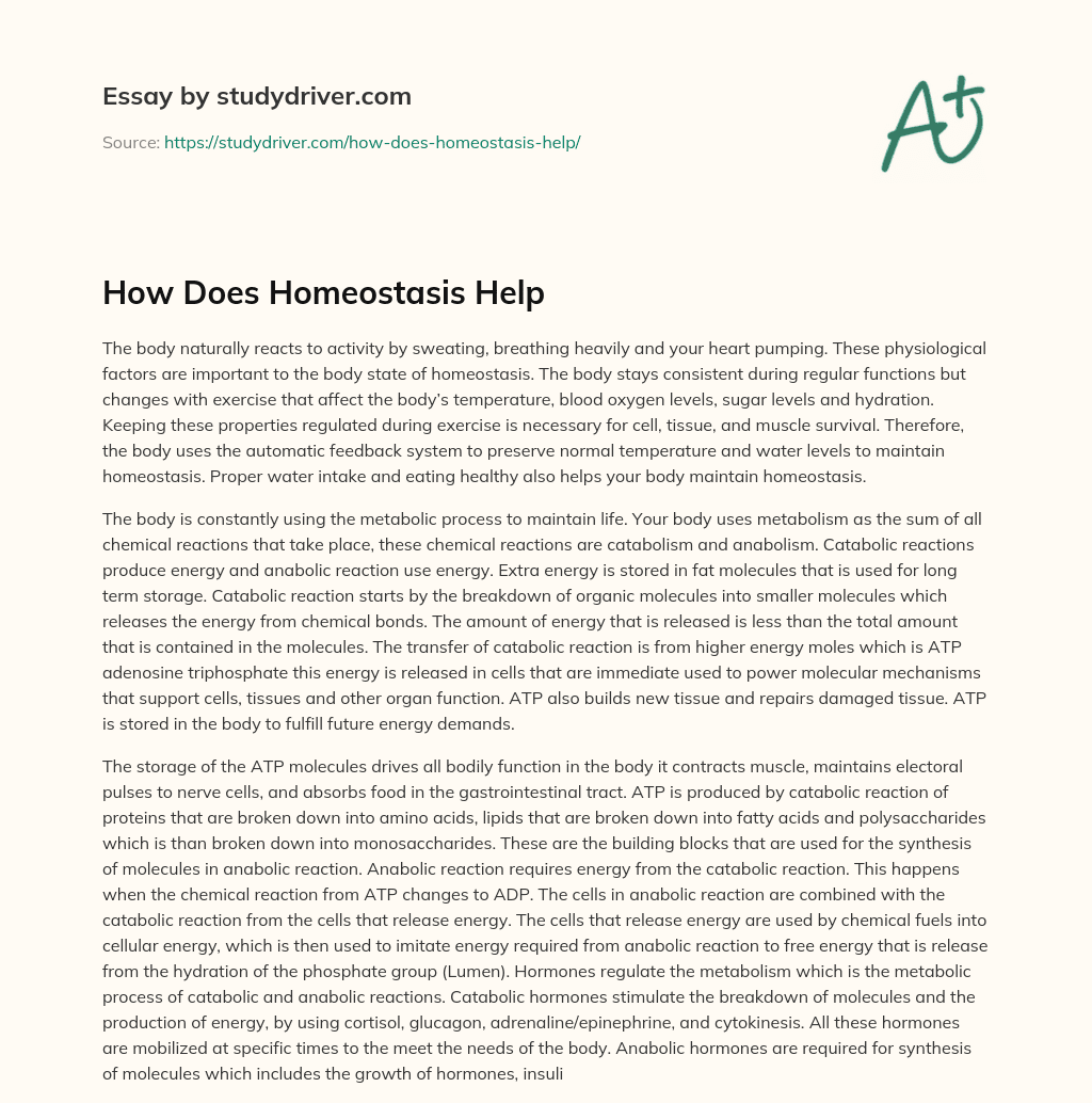 How does Homeostasis Help essay