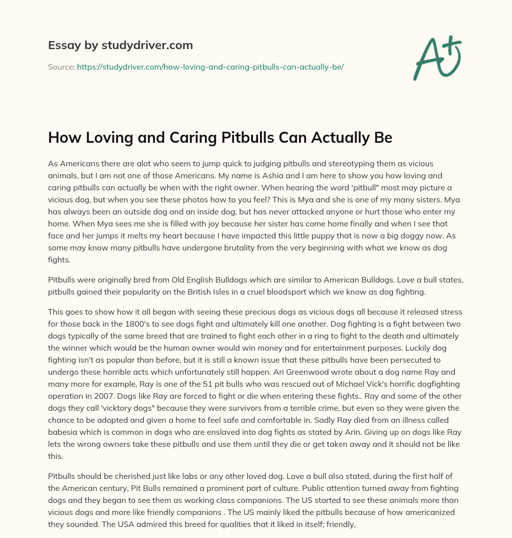 How Loving and Caring Pitbulls Can Actually be essay