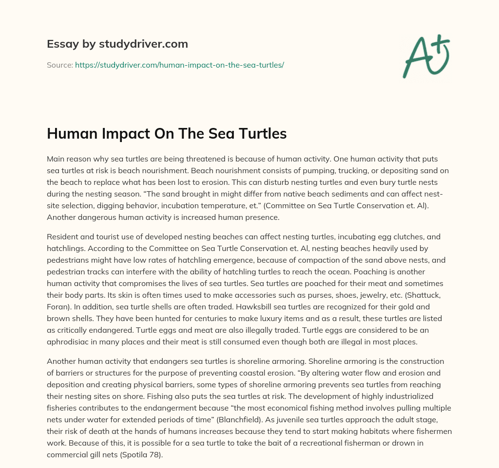 Human Impact on the Sea Turtles essay