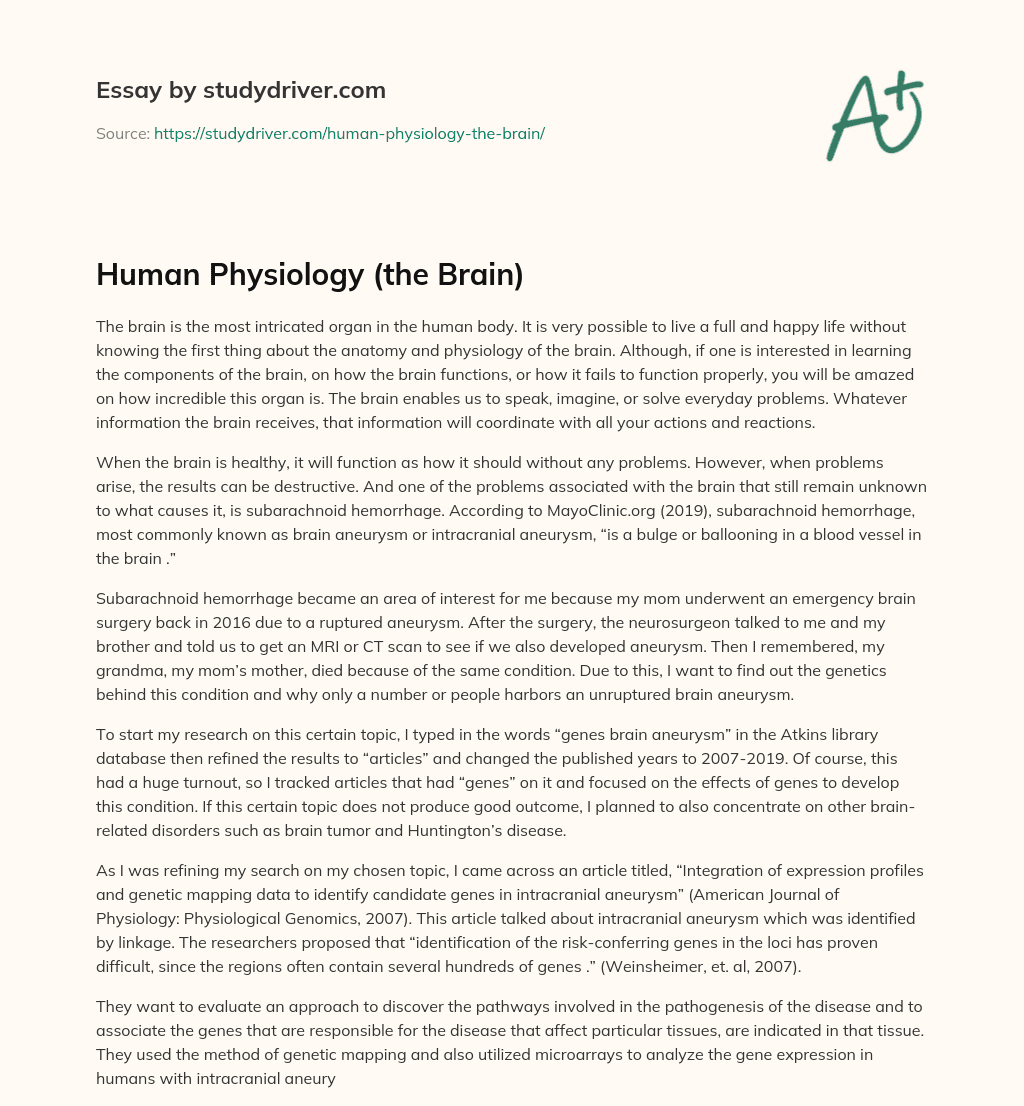 Human Physiology (the Brain) essay