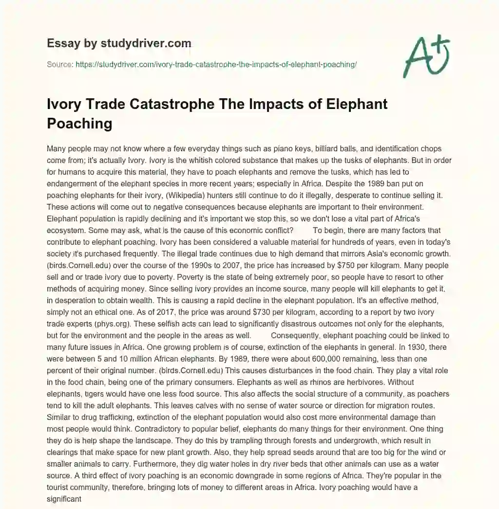 Ivory Trade Catastrophe the Impacts of Elephant Poaching essay