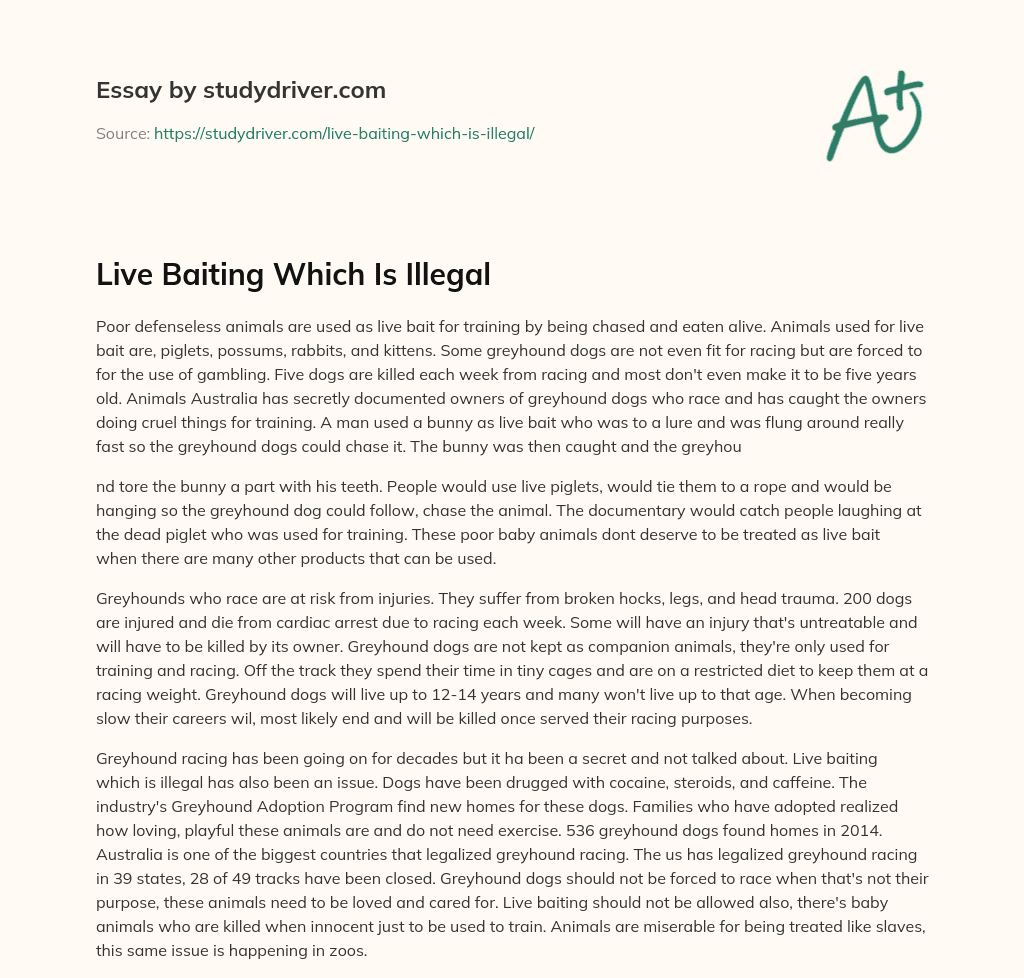 Live Baiting which is Illegal essay