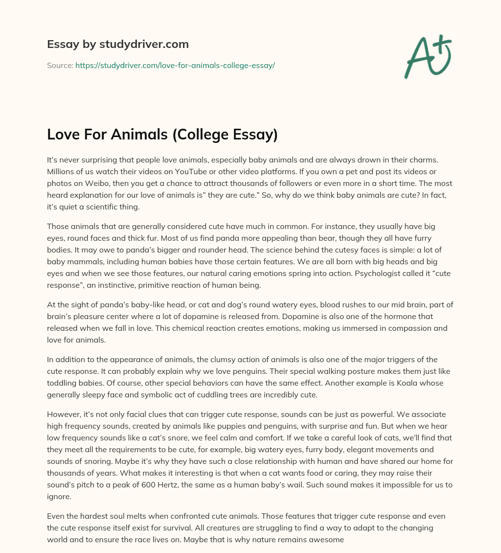 Love for Animals (College Essay) essay