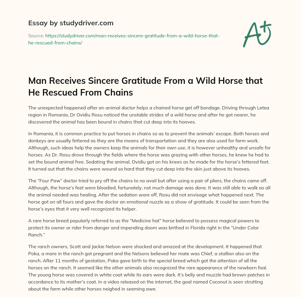 Man Receives Sincere Gratitude from a Wild Horse that he Rescued from Chains essay