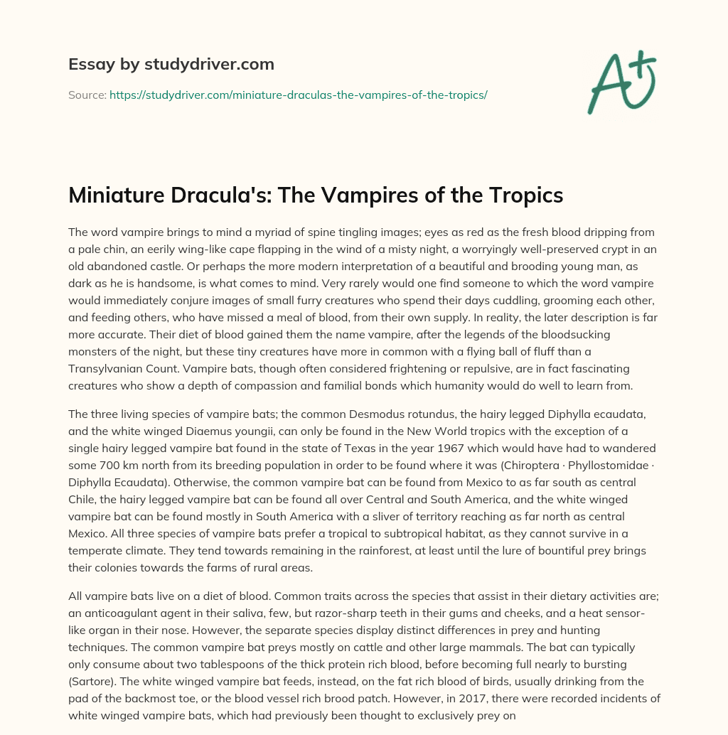 Miniature Dracula’s: the Vampires of the Tropics essay