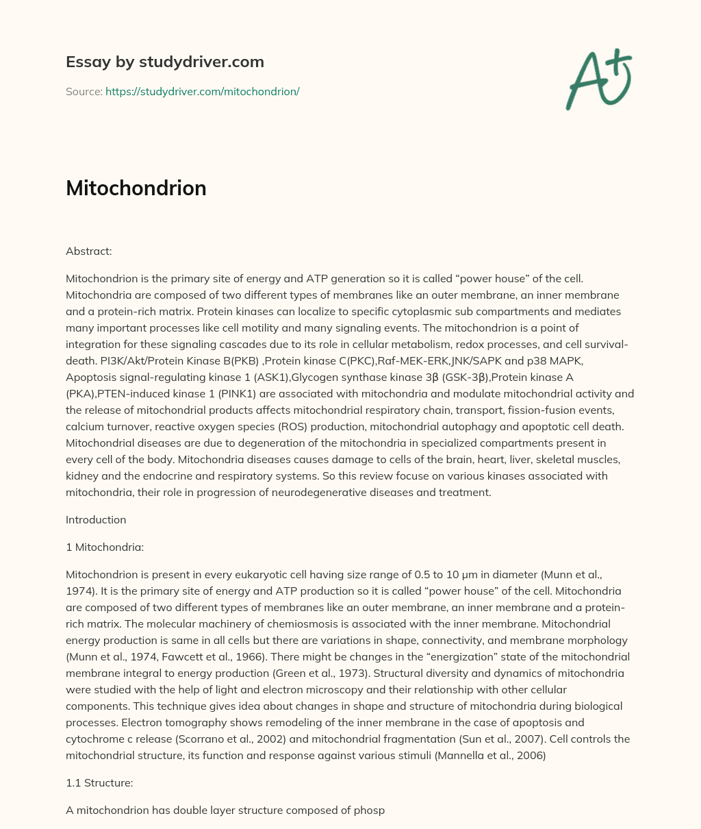Mitochondrion essay