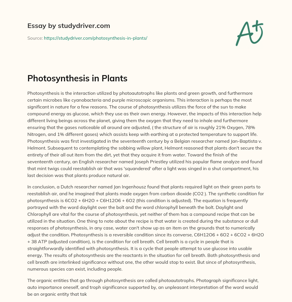 Photosynthesis in Plants essay