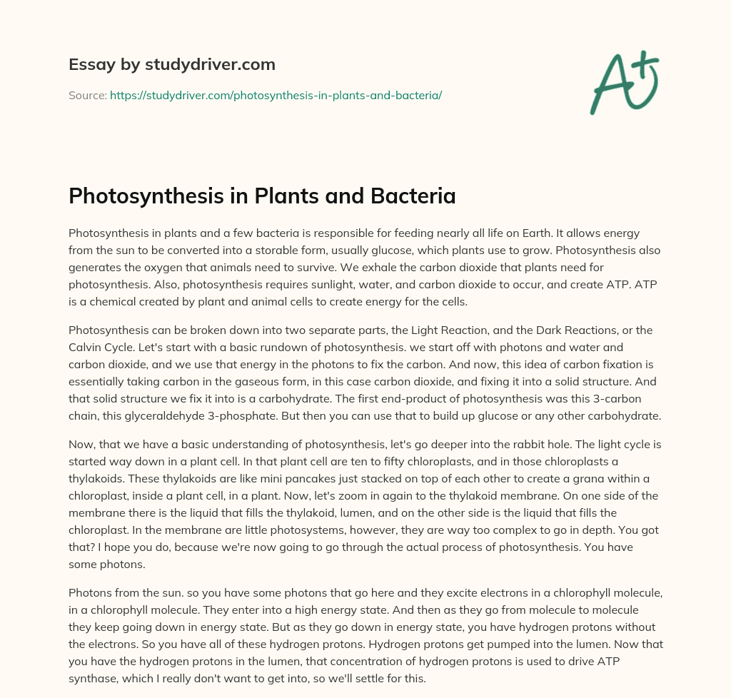 Photosynthesis in Plants and Bacteria essay