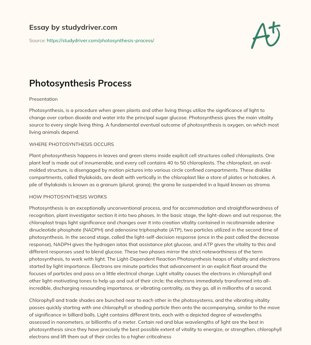 Photosynthesis Process essay