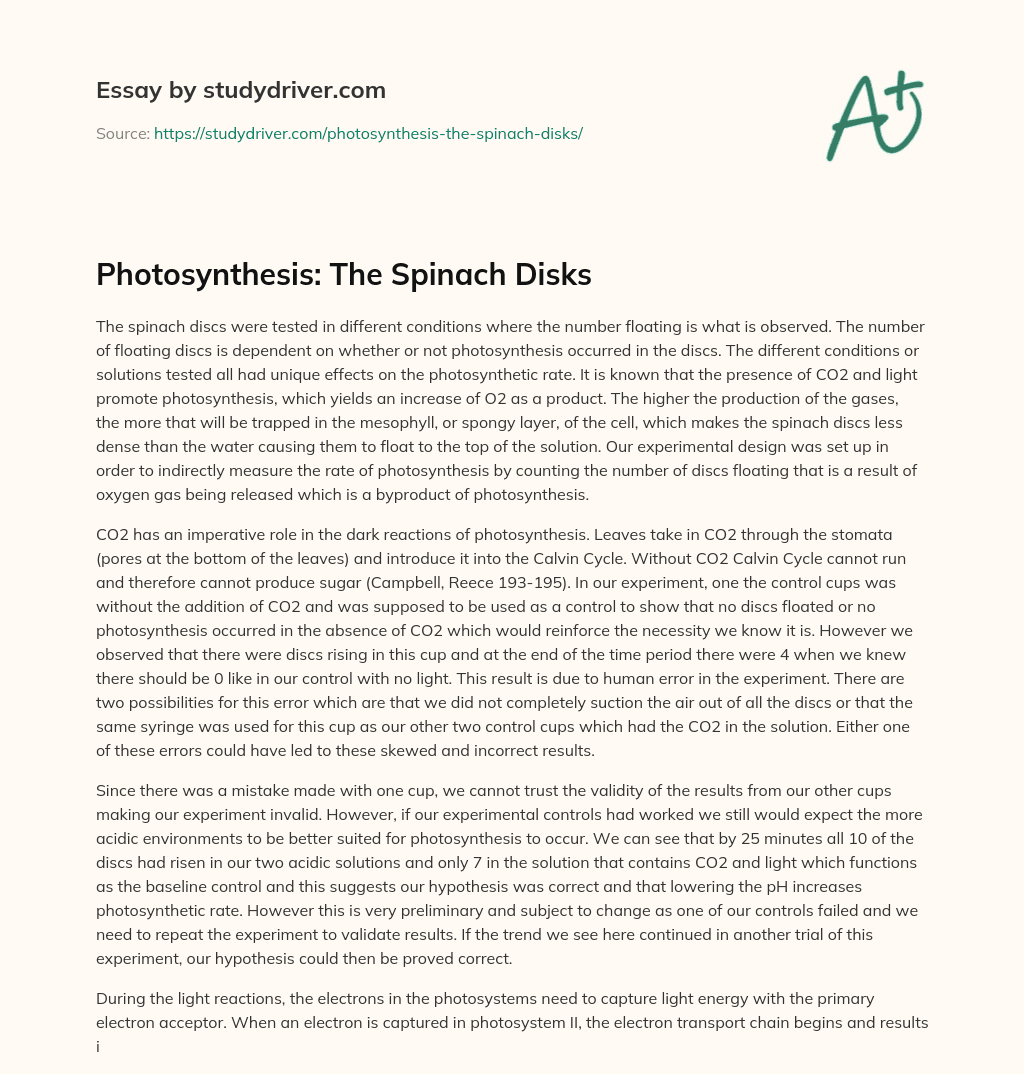 Photosynthesis: the Spinach Disks essay