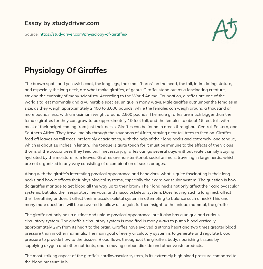 Physiology of Giraffes essay