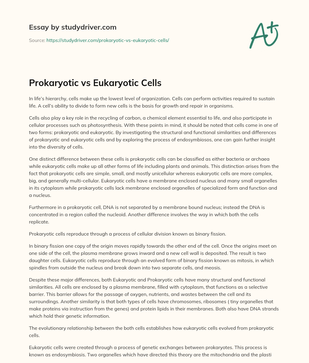 Prokaryotic Vs Eukaryotic Cells essay