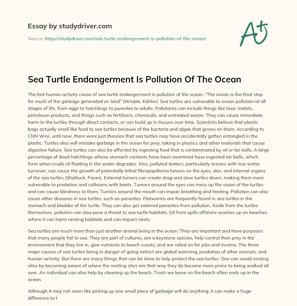 Sea Turtle Endangerment is Pollution of the Ocean essay