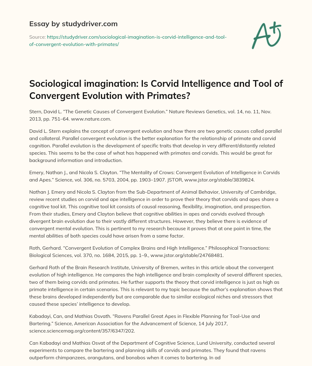 Sociological Imagination: is Corvid Intelligence and Tool of Convergent Evolution with Primates? essay