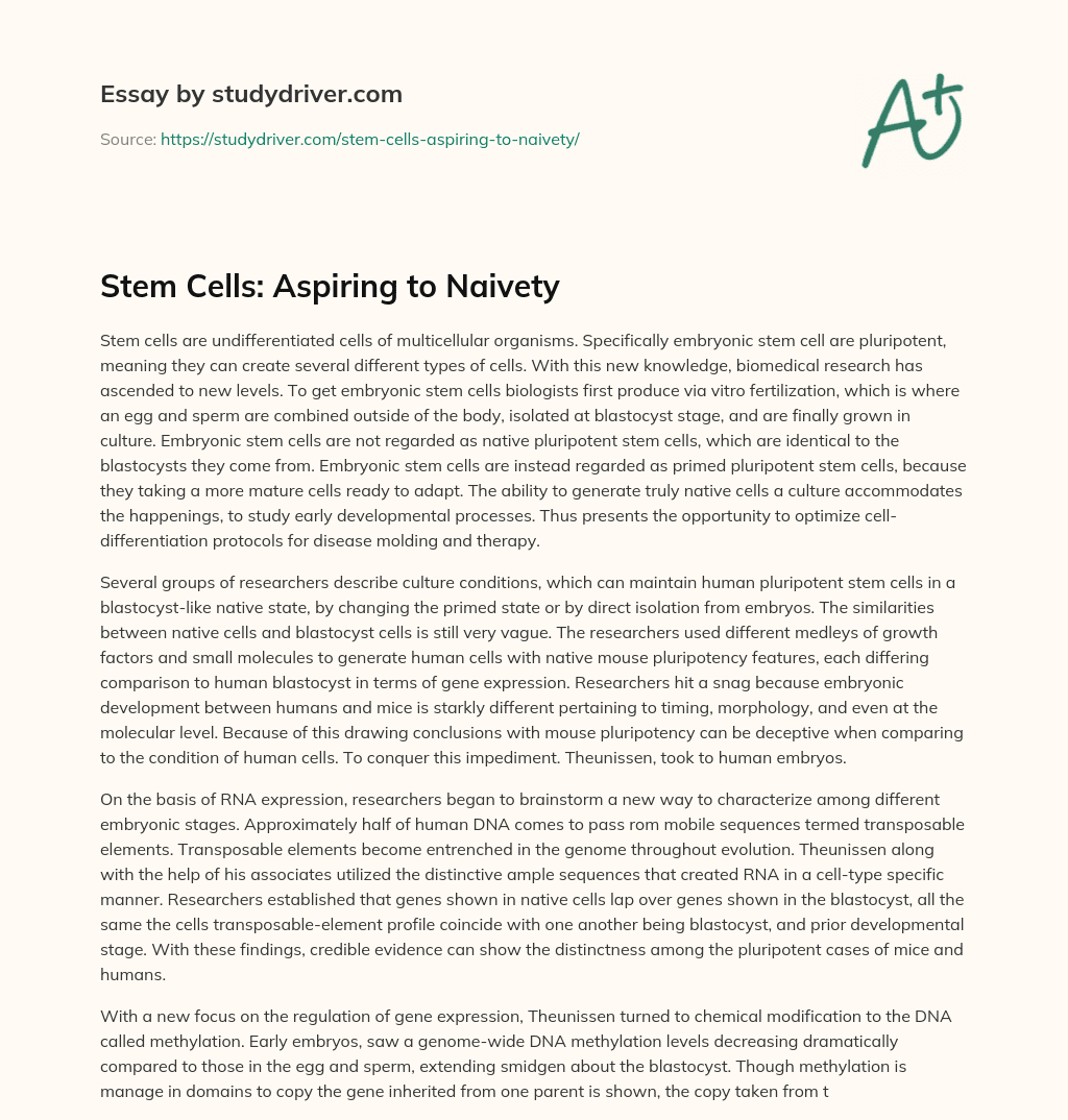 Stem Cells: Aspiring to Naivety essay
