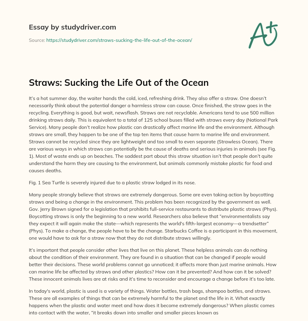 Straws: Sucking the Life out of the Ocean essay