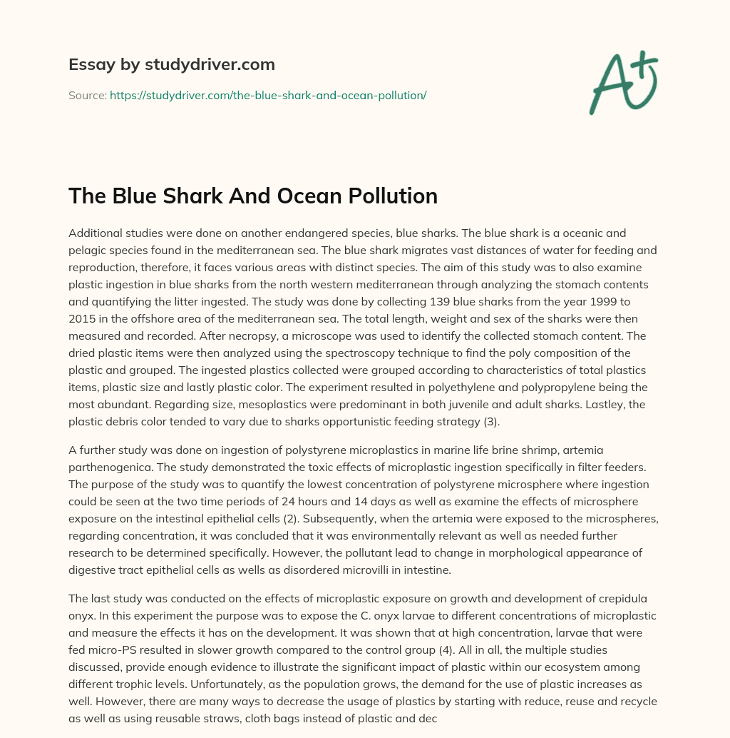 The Blue Shark and Ocean Pollution essay