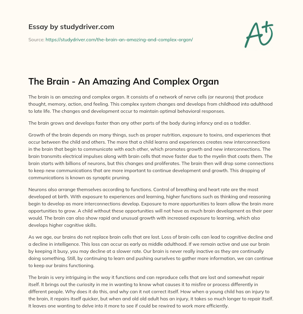 The Brain – an Amazing and Complex Organ essay