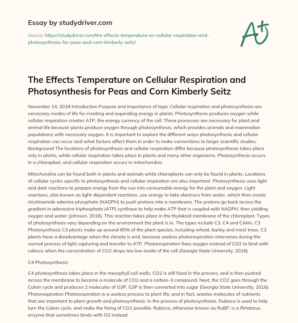 The Effects Temperature on Cellular Respiration and Photosynthesis for Peas and Corn Kimberly Seitz essay