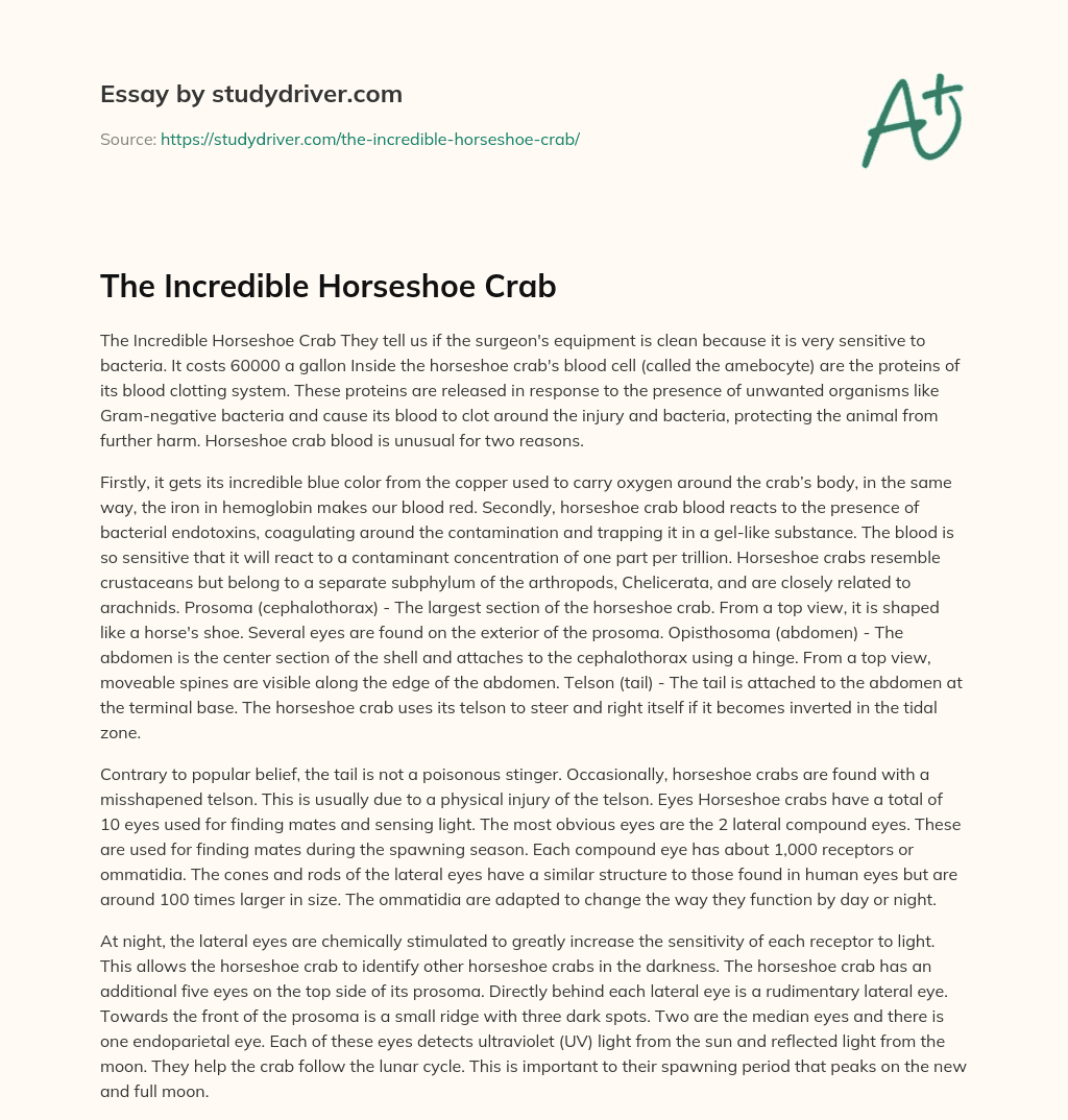 The Incredible Horseshoe Crab essay