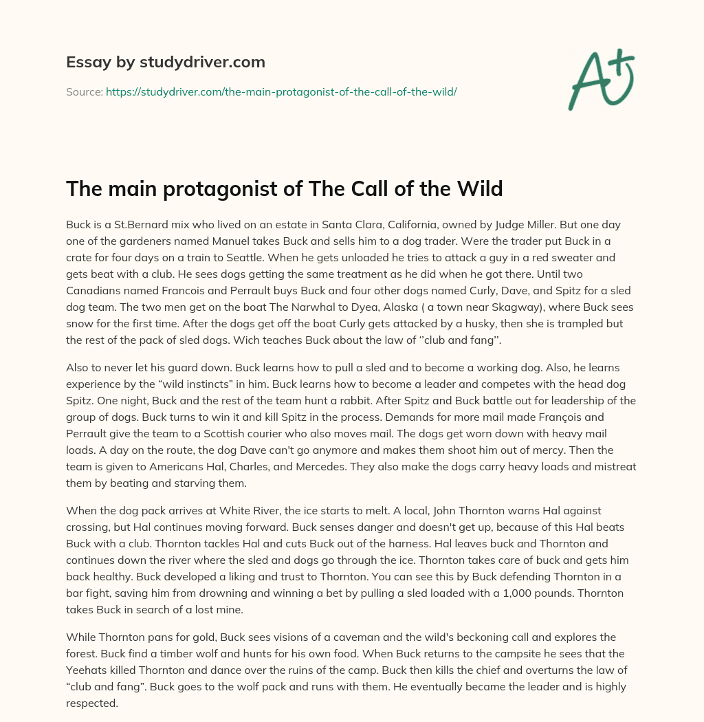 The Main Protagonist of the Call of the Wild essay