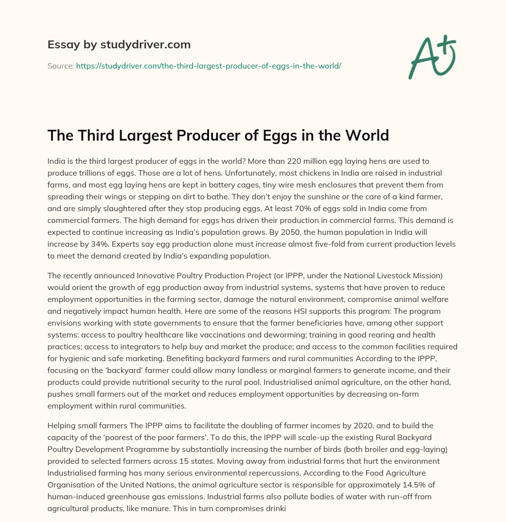 The Third Largest Producer of Eggs in the World essay