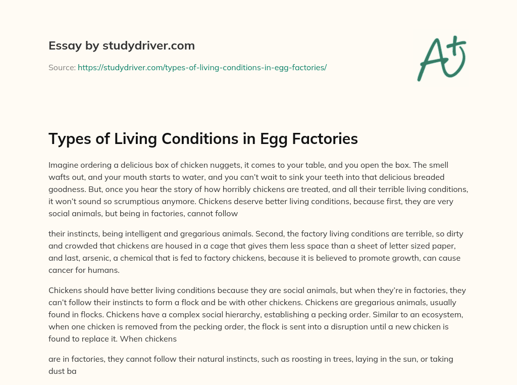 Types of Living Conditions in Egg Factories essay
