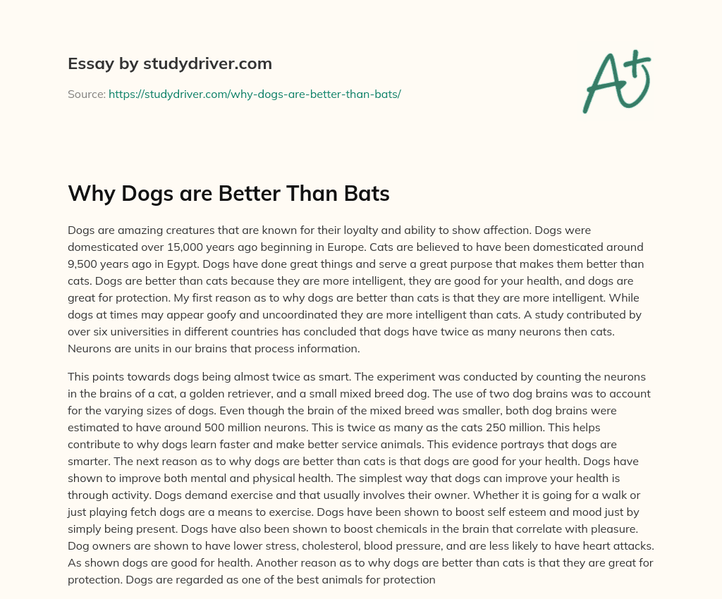 Why Dogs are Better than Bats essay