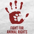 Animal Rights Essay